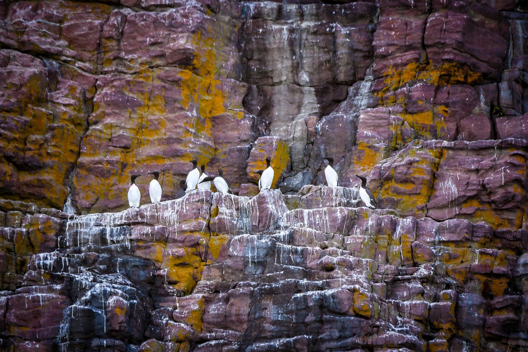 Photo Colonie de guillemots de Troïl, alignés sur la corniche du cap Fréhel.