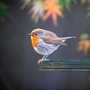 Photo Rouge-gorge du jardin