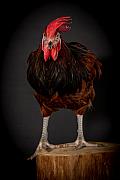 Photo Coq Souconna dans le vent