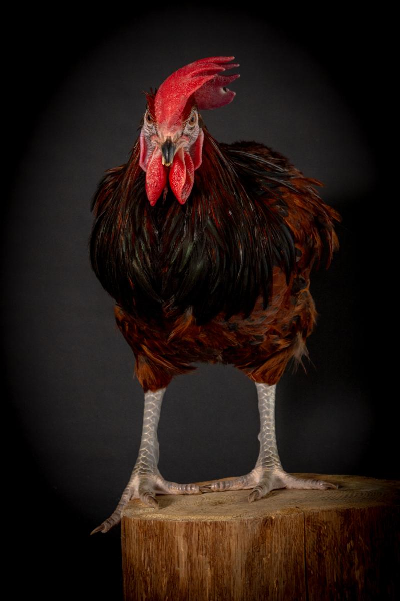 Photo Coq Souconna dans le vent