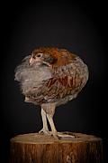 Photo Poule Araucana en studio