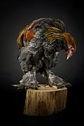Photo Coq Brahma en studio