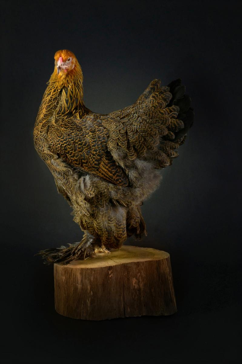Photo Poule Brahma en studio