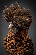 Photo Poule Padoue noire cailloutée 