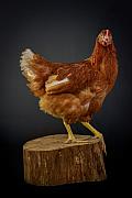Photo Poule rousse 