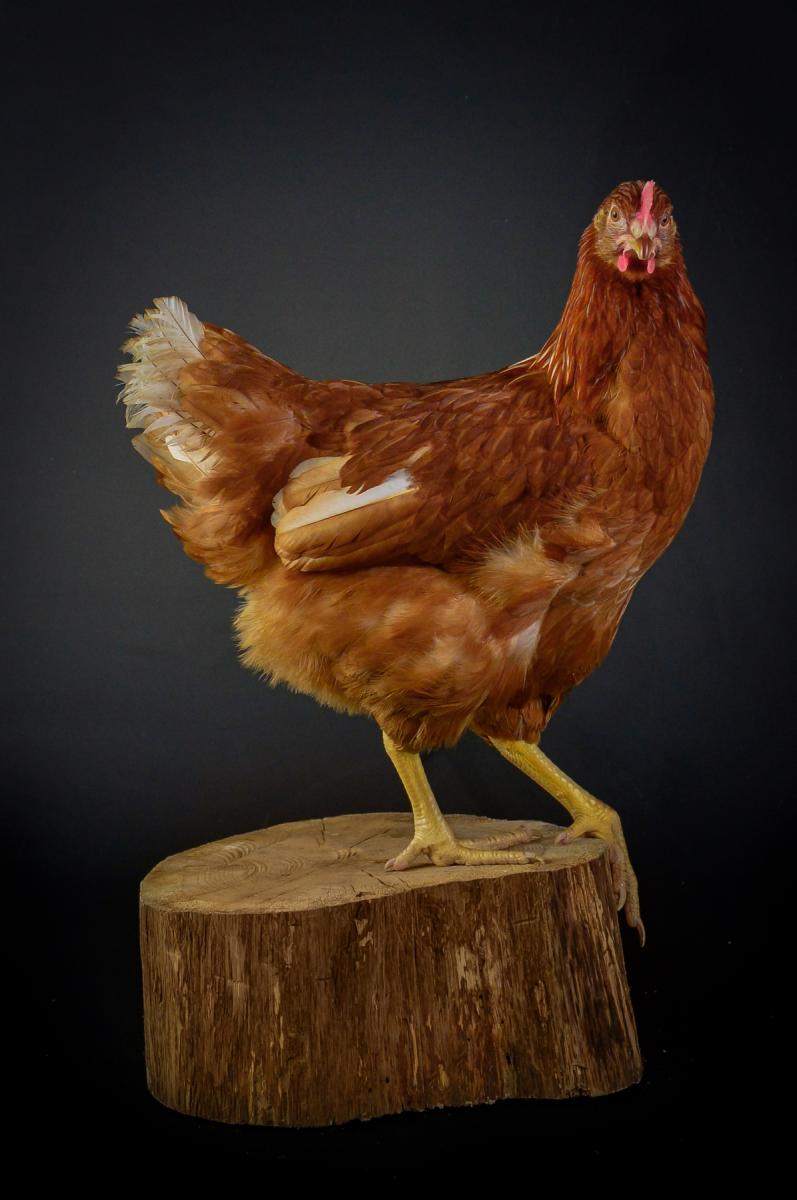 Photo Poule rousse 