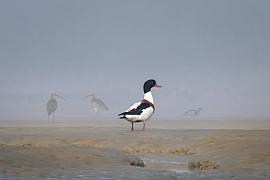 Photographie Tadorne de Belon et courlis dans la brume de la baie de Beaussais