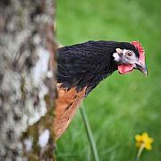 Photo Poule Vorwerk curieuse 