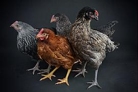 Photo Poules pondeuses posent en studio