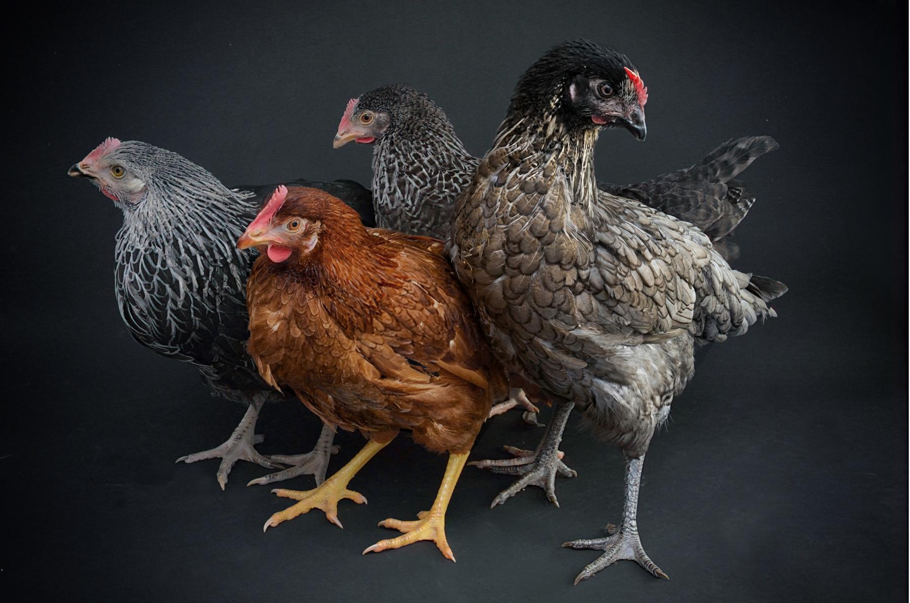 Photo Poules pondeuses posent en studio