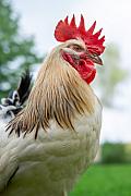 Photo Sa majesté le coq Sussex