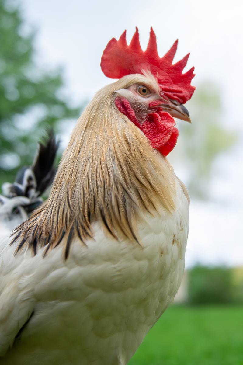 Photo Sa majesté le coq Sussex