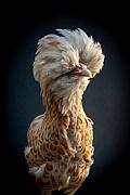 Photographie Poule padoue huppée