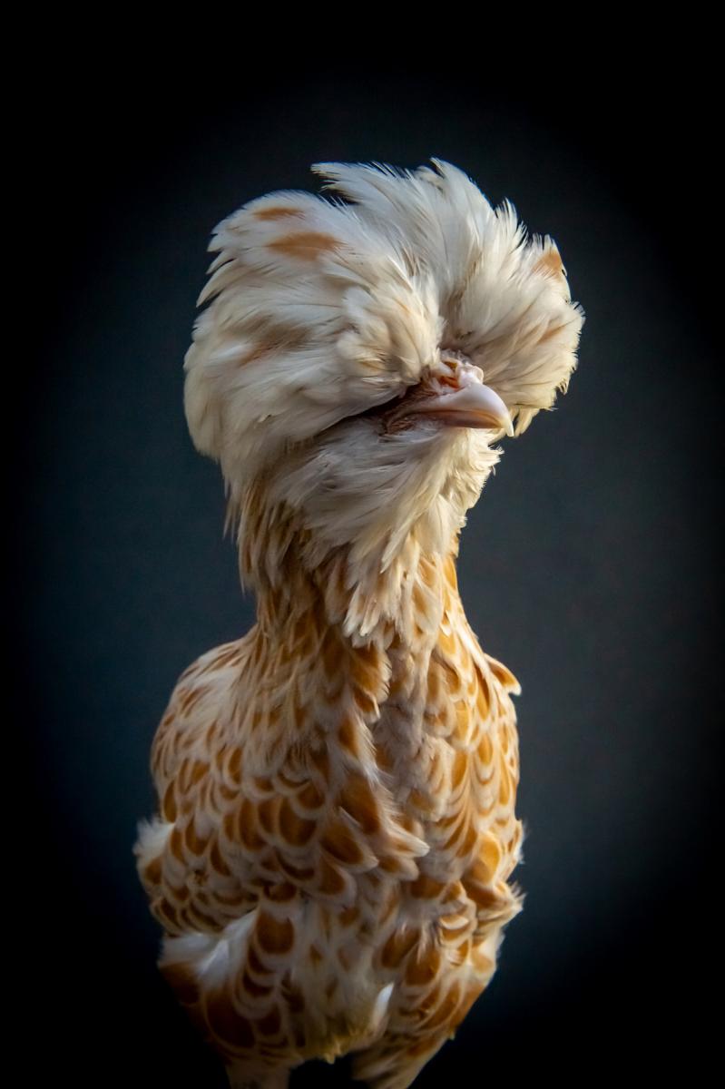 Photographie Poule padoue huppée