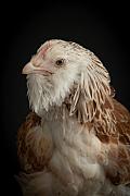 Photo Jeune poule Faverolles