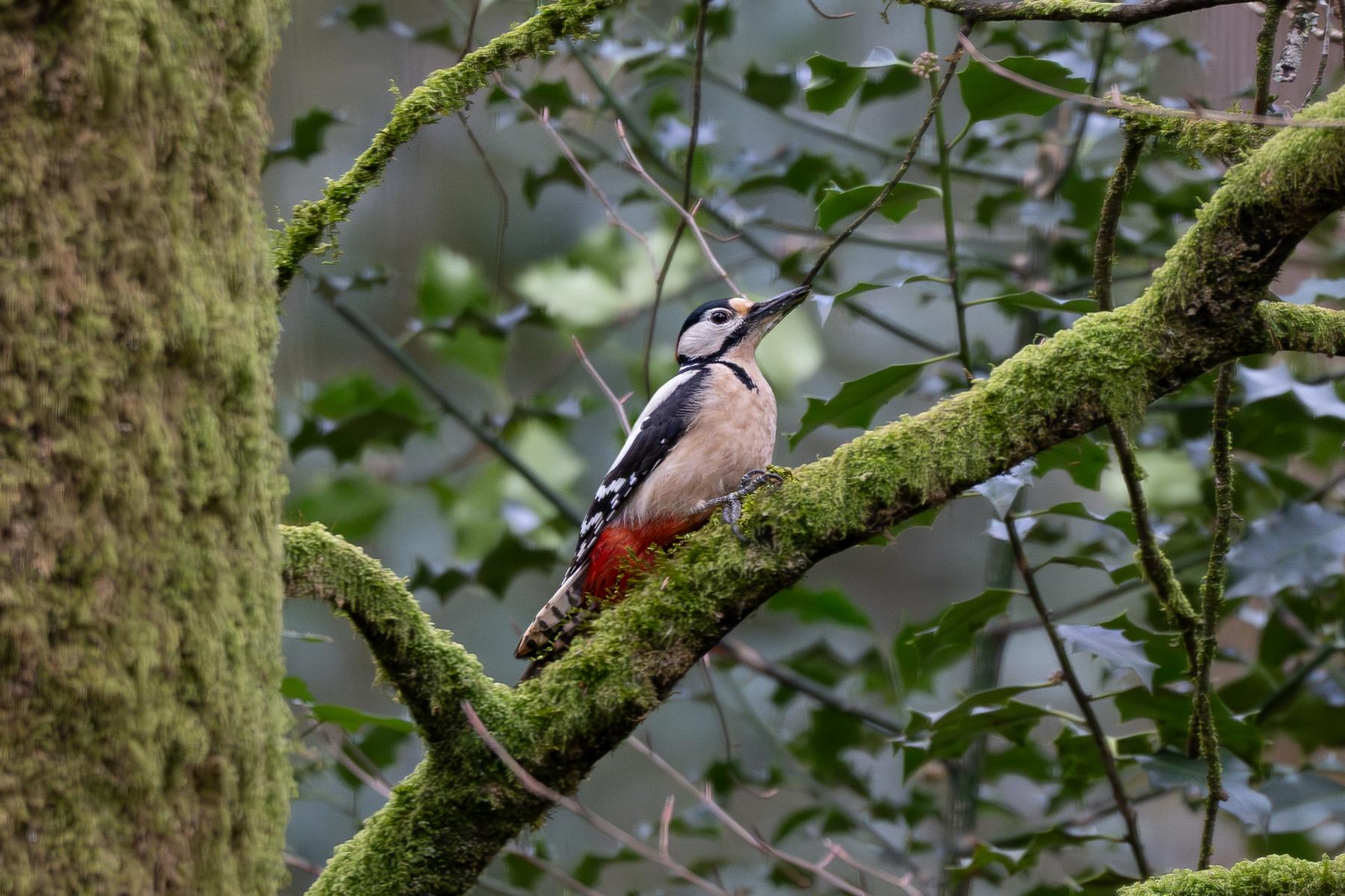 Photo Pic épeiche perché sur une branche moussue 