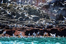 Photo Colonie de goélands au pied du cap Fréhel