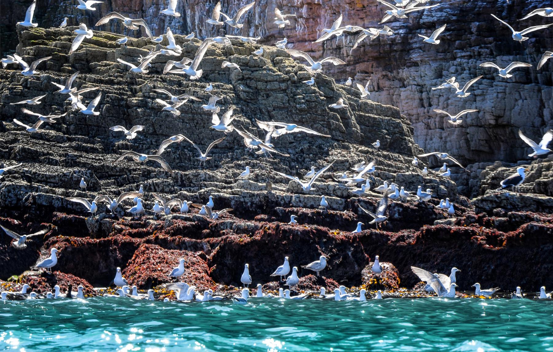 Photo Colonie de goélands au pied du cap Fréhel