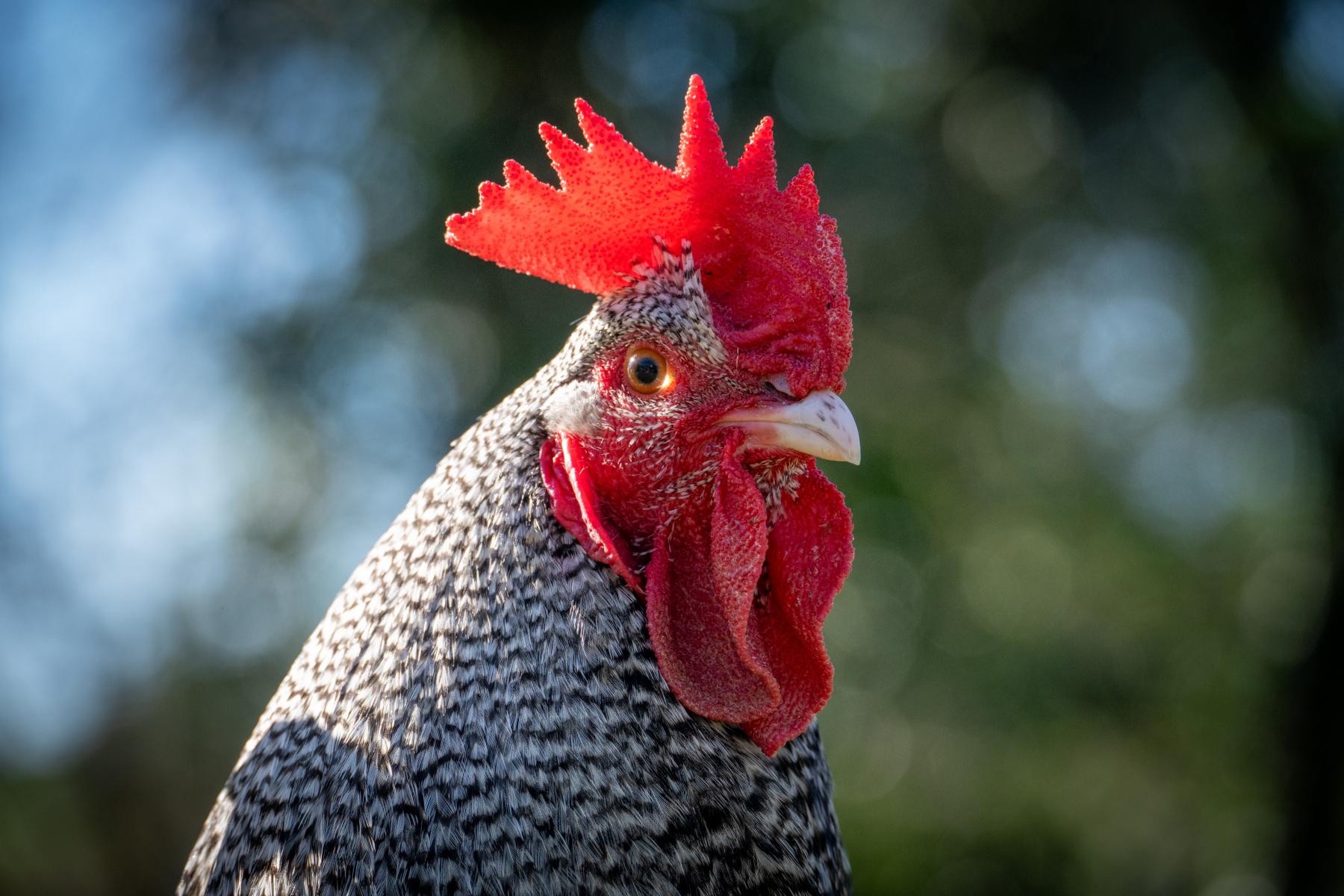 Photo Coq coucou de Rennes