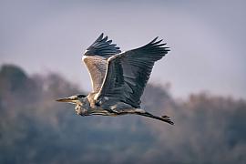 Photographie Héron en vol dans la baie de la Fresnay