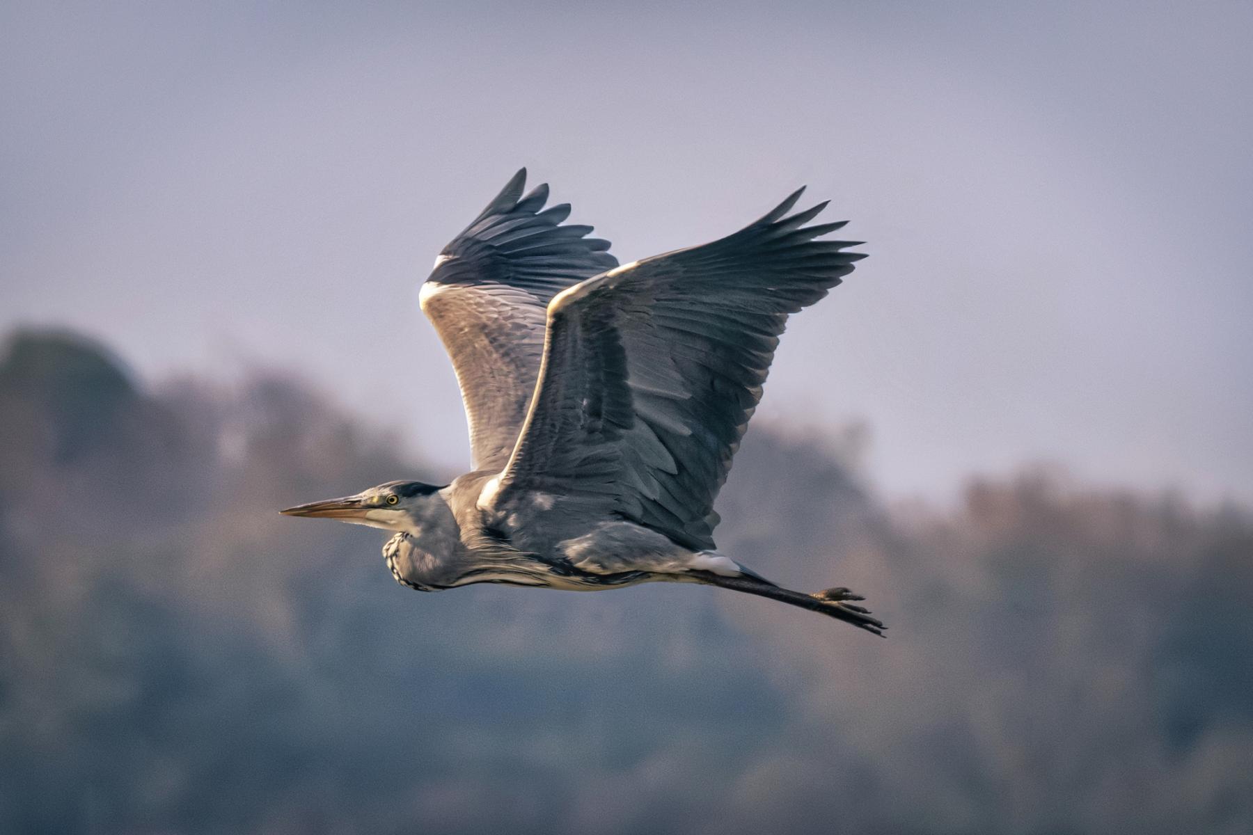 Photographie Héron en vol dans la baie de la Fresnay