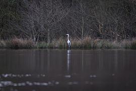Photo Héron pêchant sur un étang