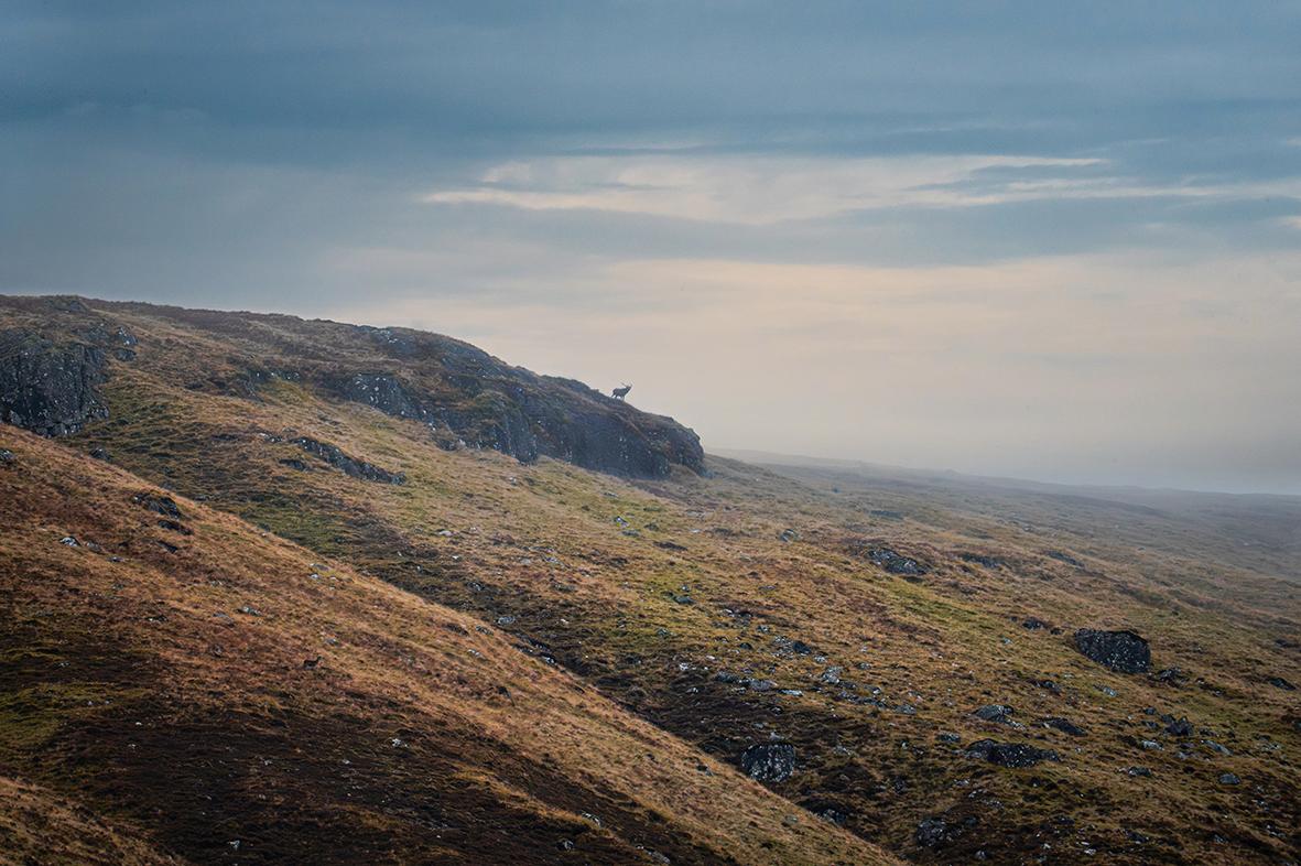 Photographie Cerf Elpaphe dans les Highlands