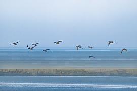 Photo Vol de colverts dans la baie de la Fresnay
