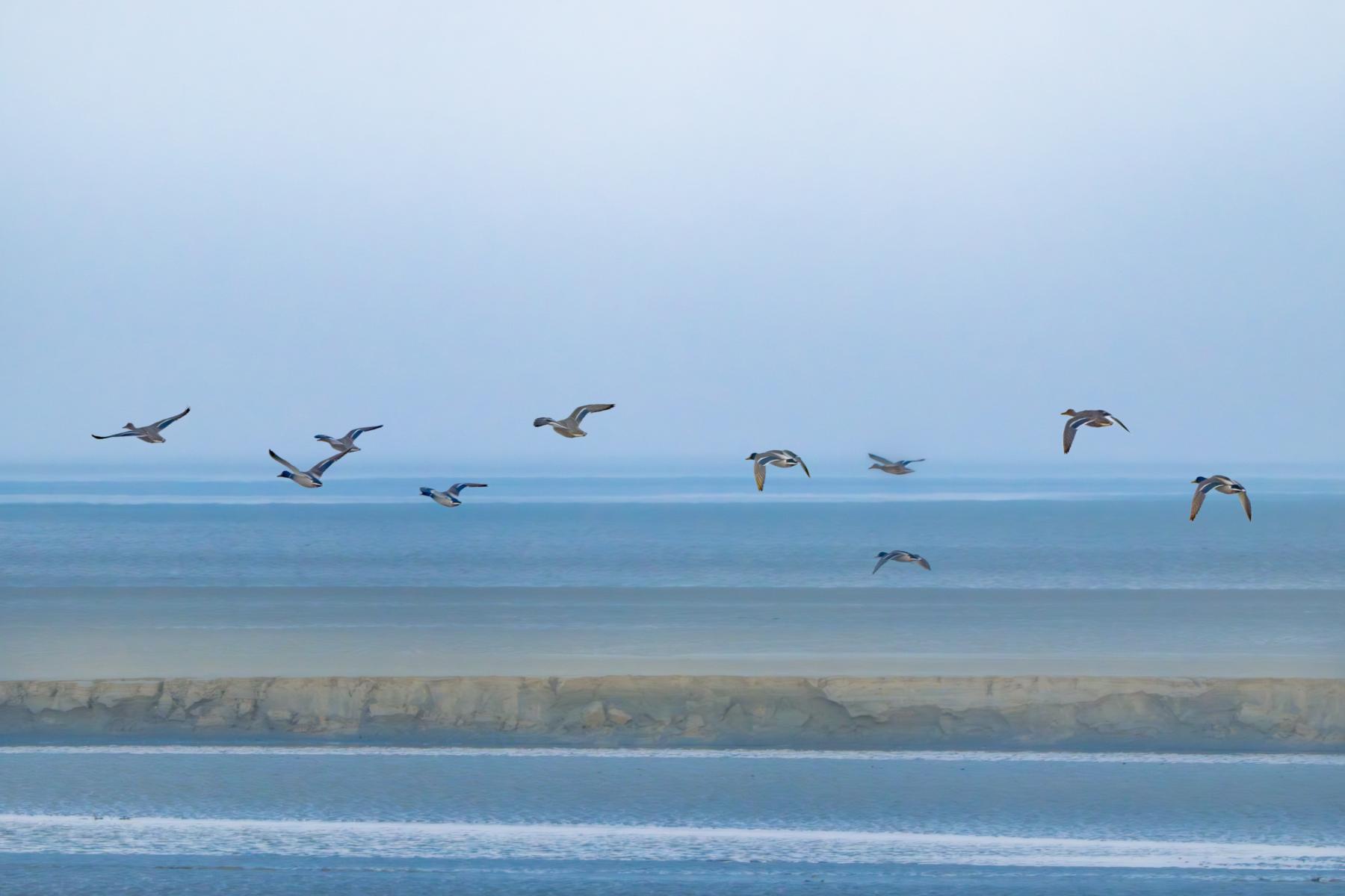 Photo Vol de colverts dans la baie de la Fresnay