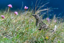 Photo Pipit anthus du cap Fréhel