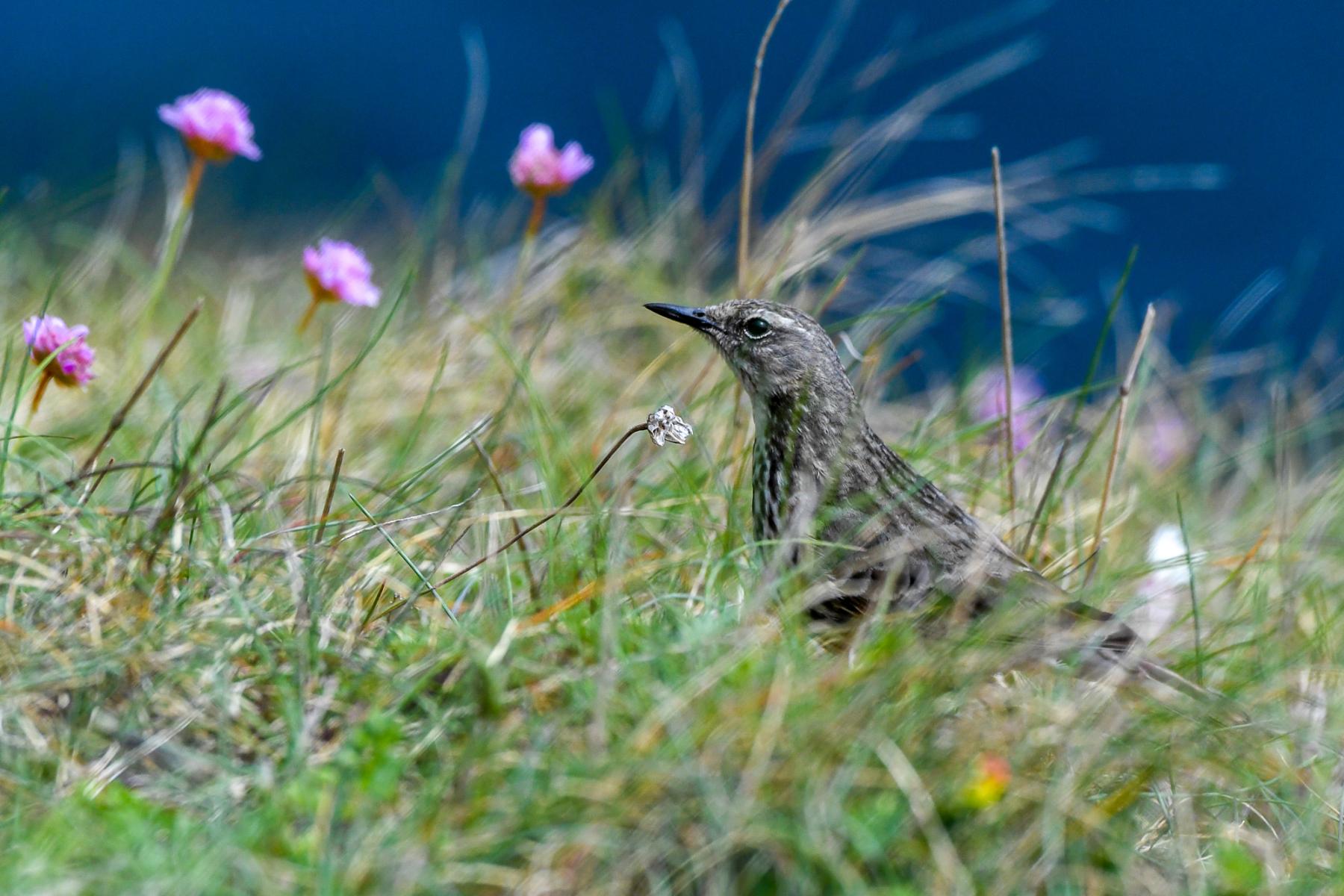 Photo Pipit anthus du cap Fréhel