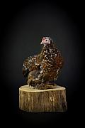 Photo Poule Bantam millefleurs