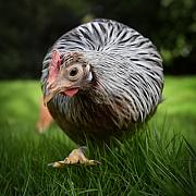 Photo Poule Sabelpoot dans l’herbe