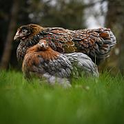 Photo Poules brahma noir cailloutée