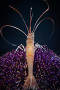 Photo Oursins et crevettes ou symbiose sous-marine