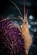 Photo Oursins et crevettes