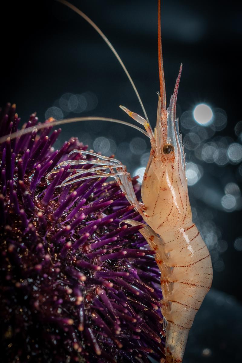 Photo Oursins et crevettes