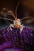 Photo Macro crevette posée sur un oursin violet