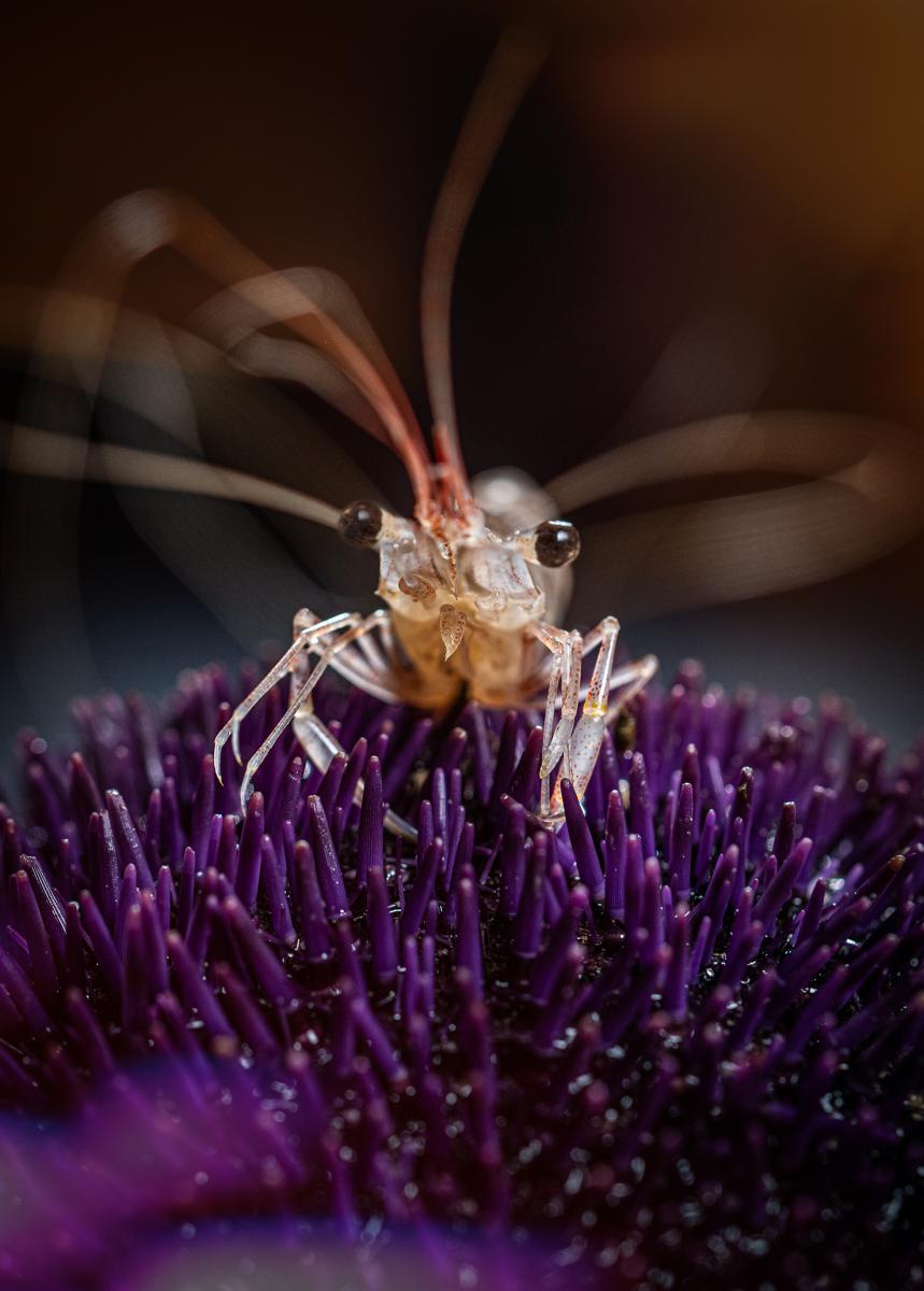 Photo Macro crevette posée sur un oursin violet
