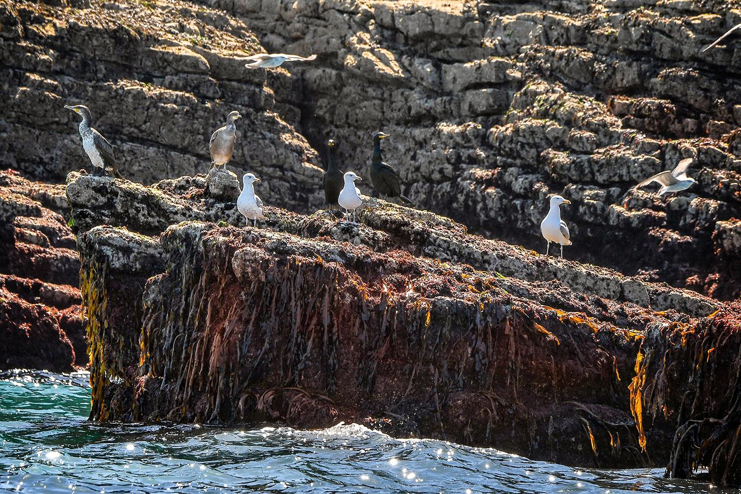 Photo Goélands et cormorans sur les rochers du Cap Fréhel