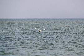 Photo Fou de Bassan blanc volant au raz de l’eau
