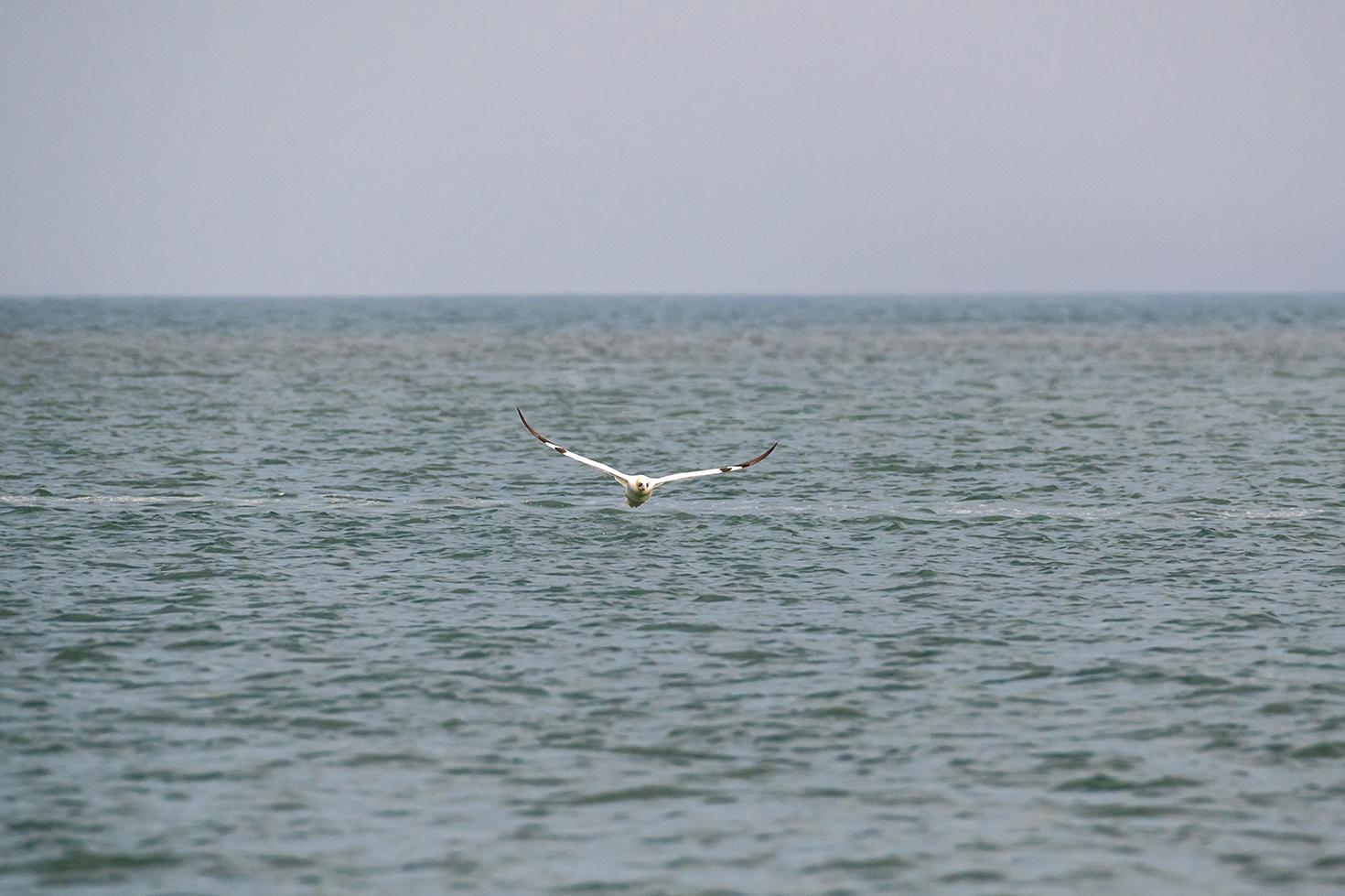 Photo Fou de Bassan blanc volant au raz de l’eau