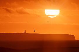 Photo Jonathan le goéland, dans le coucher de soleil du Cap Fréhel