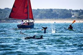 Photo Banc de dauphins devant les Ebihens