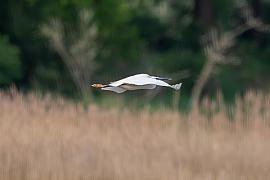 Aigrette garzette blanche volant horizontalement sur fond de roseaux flous et forêt verte, lumière naturelle de profil.