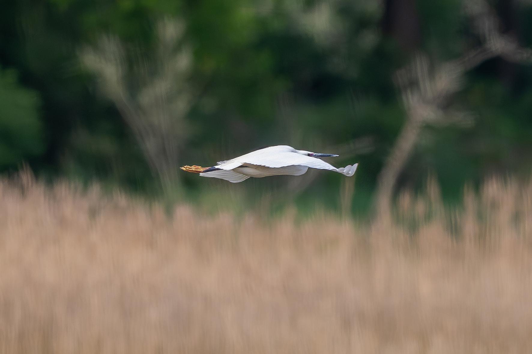 Aigrette garzette blanche volant horizontalement sur fond de roseaux flous et forêt verte, lumière naturelle de profil.