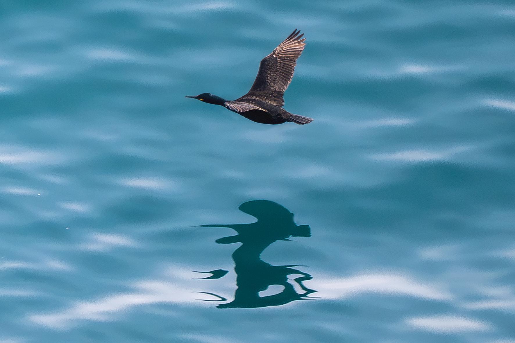 Photo Cormoran huppé en plein vol au-dessus de la mer du Cap Fréhel, Bretagne