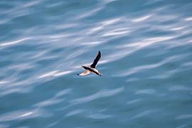 Photo Guillemot de Troïl en vol au-dessus de la mer au Cap Fréhel, Bretagne.