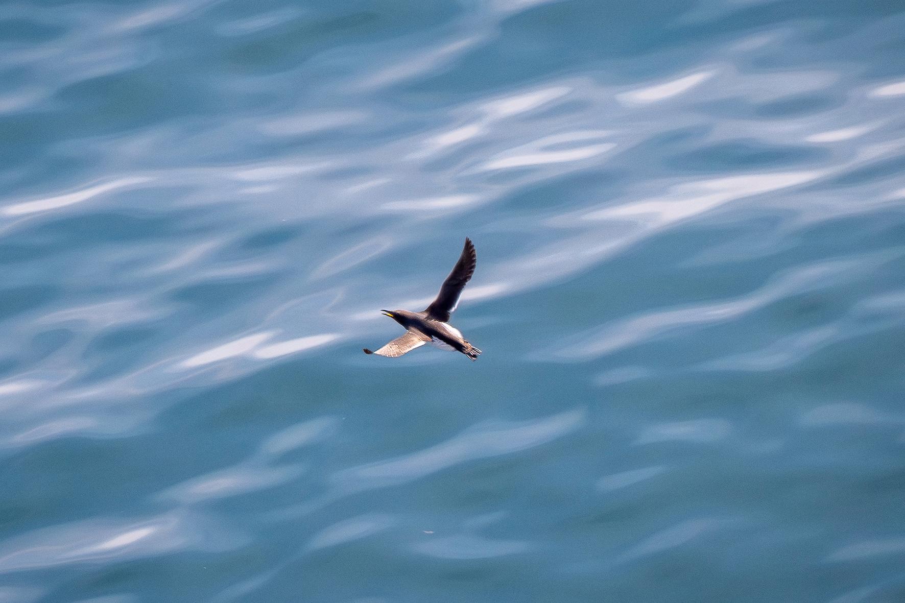 Photo Guillemot de Troïl en vol au-dessus de la mer au Cap Fréhel, Bretagne.