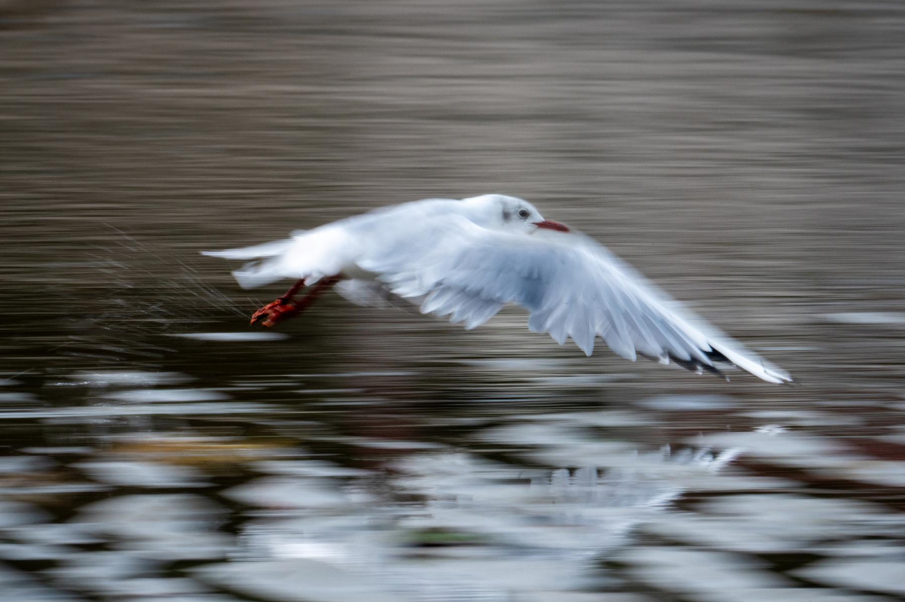 Mouette rieuse en vol avec effet de filé au-dessus de l’eau. Ailes blanches déployées et bec rouge visibles en mouvement.